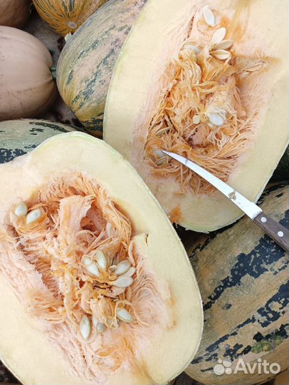 Тыква кормовая