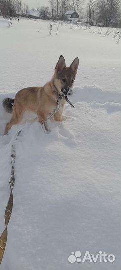 Собака в добрые руки отдам бесплатно