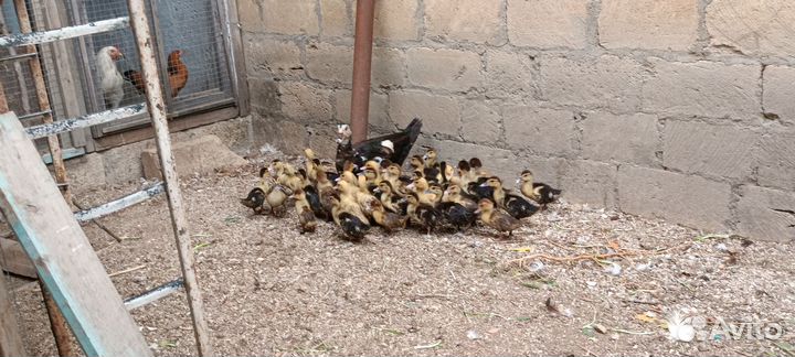 Утята индоутки