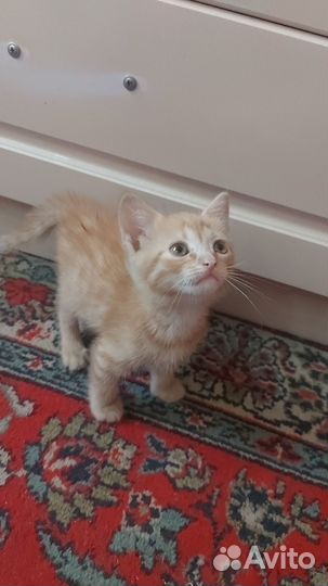 Домашние животные котята