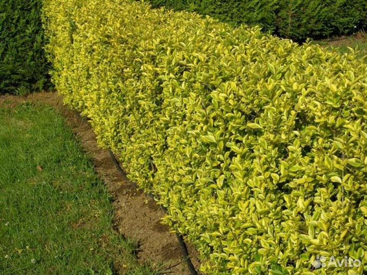 Бирючина золотистая Высота 25-50