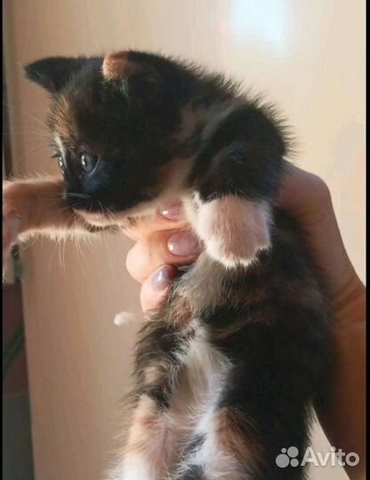 Котенок бесплатно