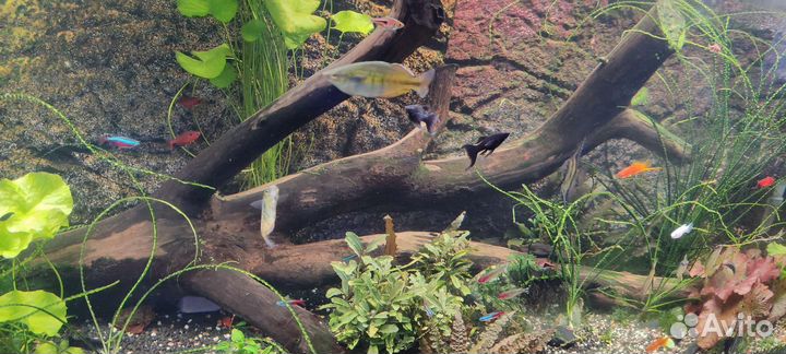 Коряга большая