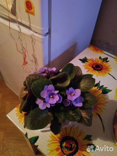 Продаю каланхоэ,алоэ, чайный гриб,фиалку,глоксинию