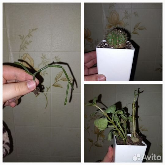 Комнатные растения