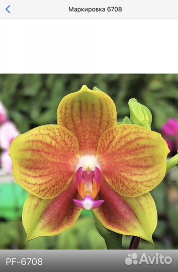 Орхидеи на подарок