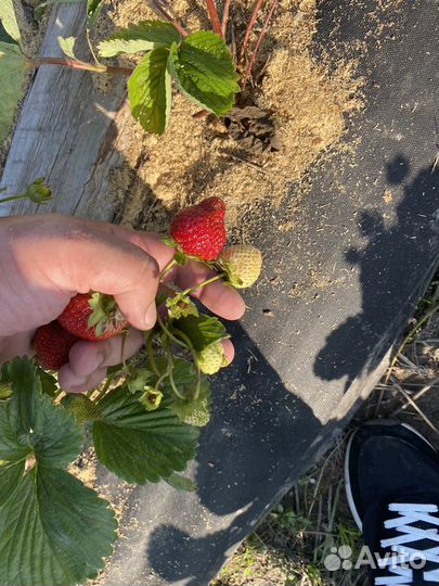 Рассада кассетная клубники