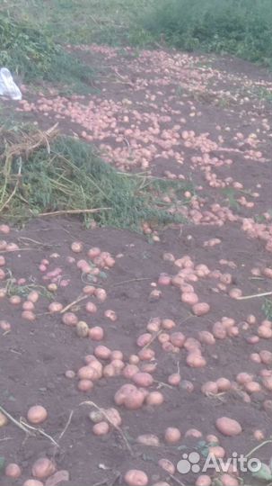 Картофель с доставкой