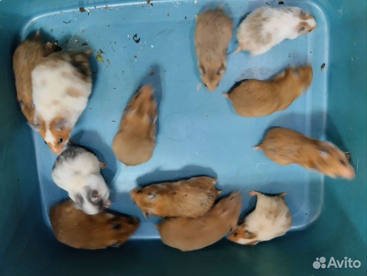 Сирийчата малыши и подростки на подарки