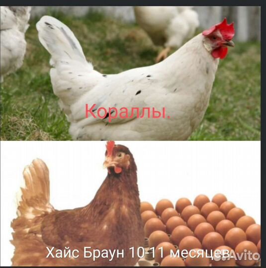 Куры несушки