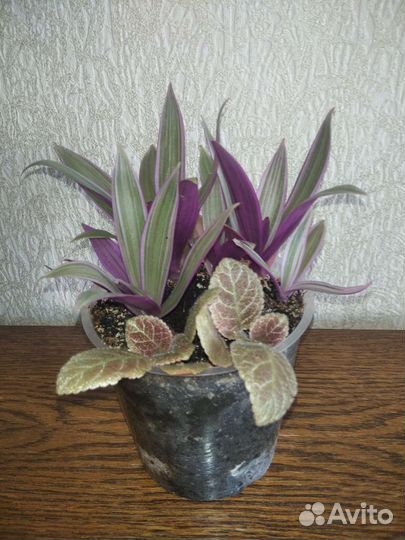 Комнатные растения, рео и эписция