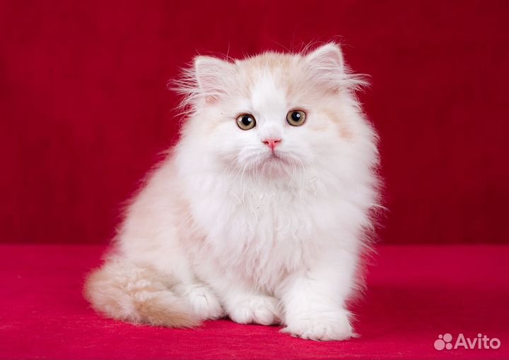 Шотландский прямоухий кот