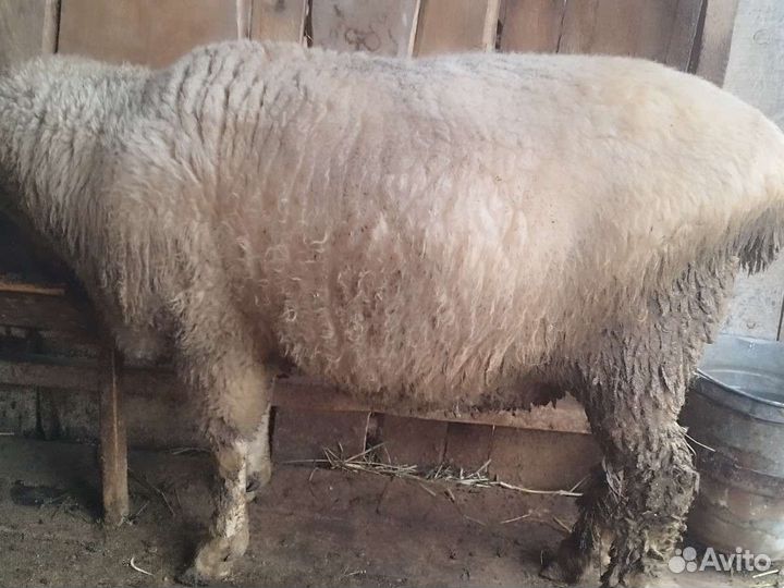 Баран на зарез