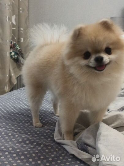 Померанский шпиц вязка кобель