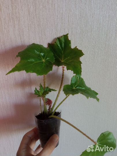 Бегония Беллекония