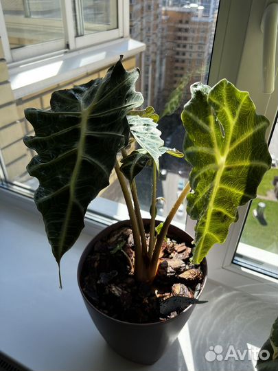 Алоказия полли