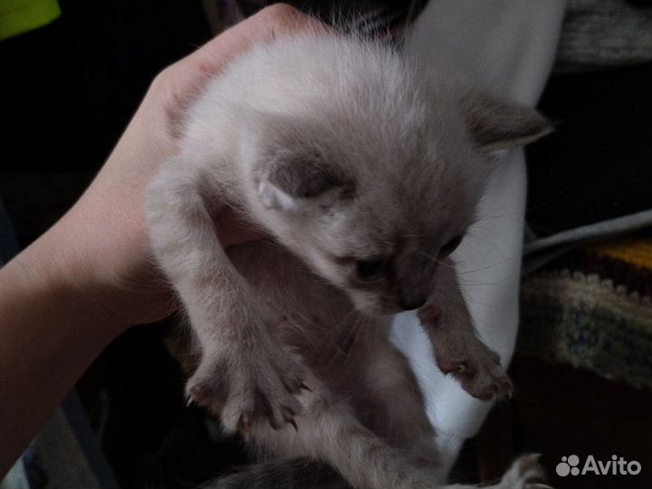 Котята в добрые руки Сиамские