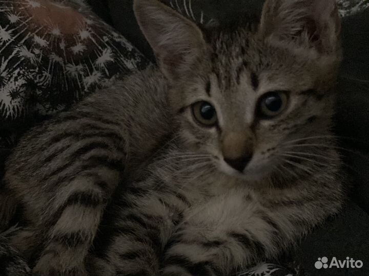 Кошка в дар