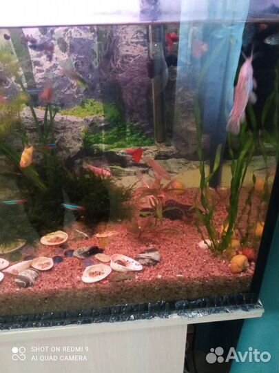 Аквариумные рыбки