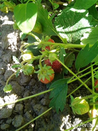 Садовая клубника рассада