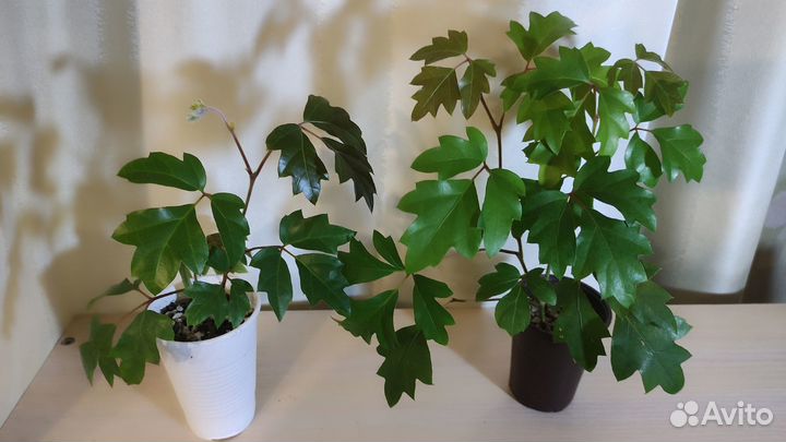 Комнатные растения