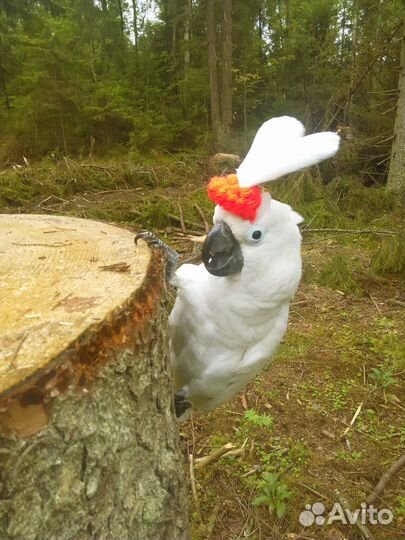 Экотовары для птиц, грызунов 2