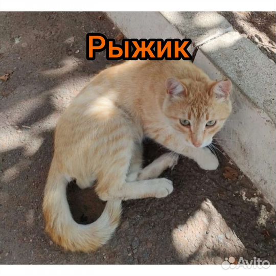Котик