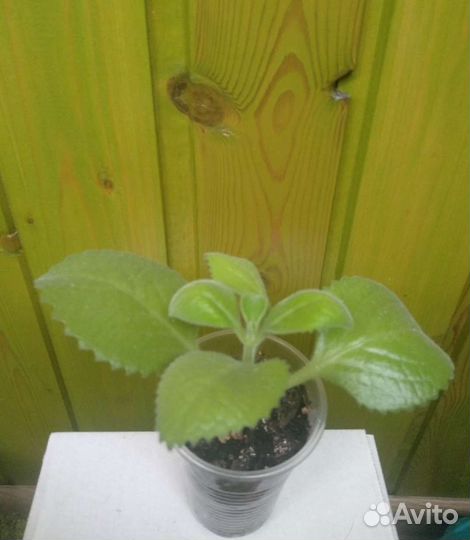 Плектрантус, или комнатная мята