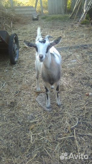 Коза дойная