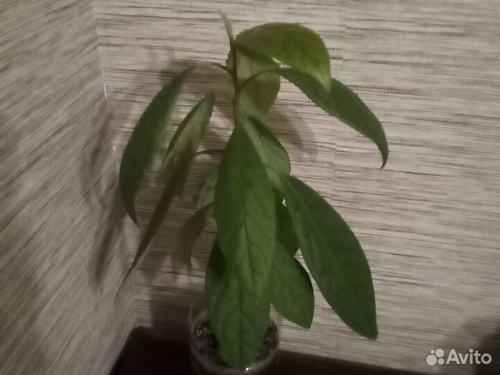 Авокадо