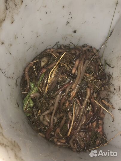 Червь (выползок ) товары для рыбалки