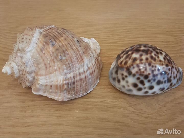 Морские ракушки раковины