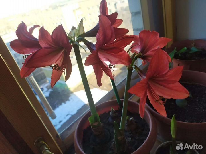 Гиппеаструм красный