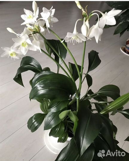 Эухарис или Амазонская лилия