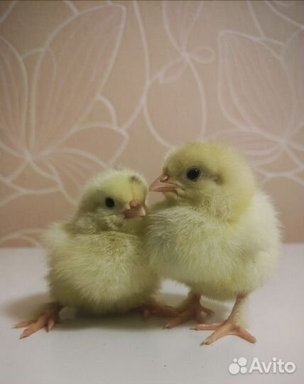 Инкубационное куриное яйцо миксы