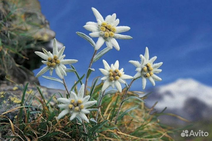 Эдельвейс альпийский (семена)