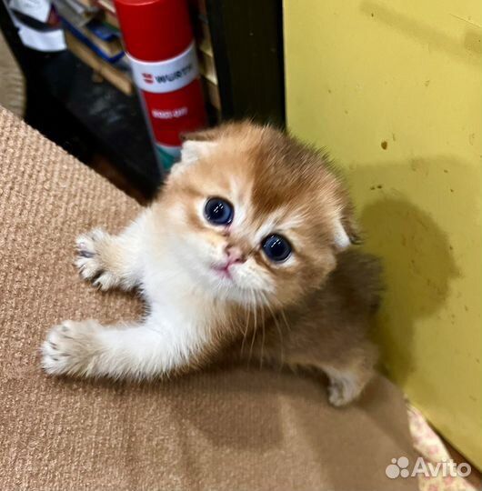 Золотая вислоухая девочка