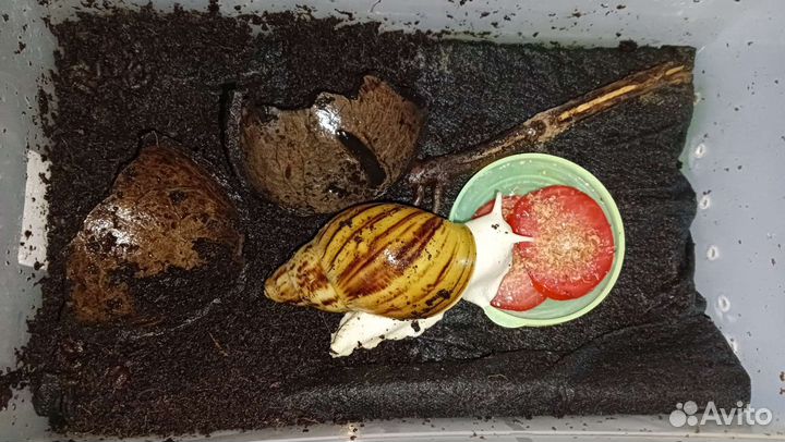 Улитки ахатины, альбиносы, тигры дарк, фулики