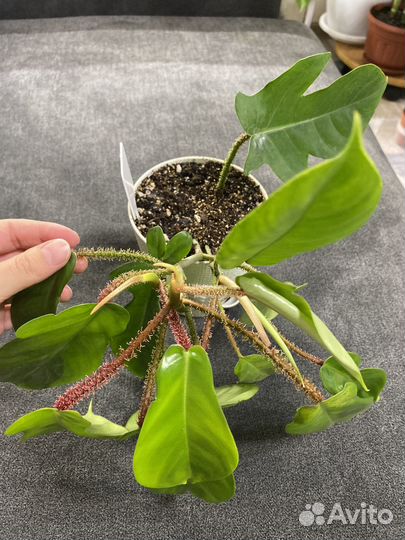 Филодендрон лайм фидл