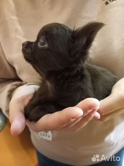 Мини мальчик