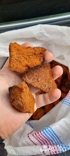 Березовый гриб чага продам