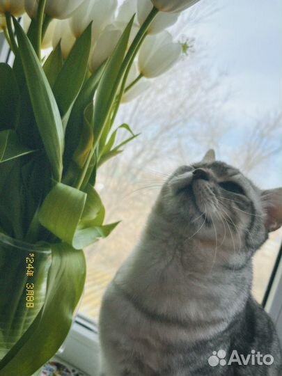 Британский кот,вязка