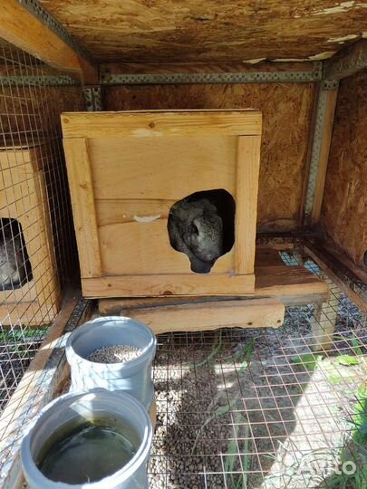 Кролики с клетками