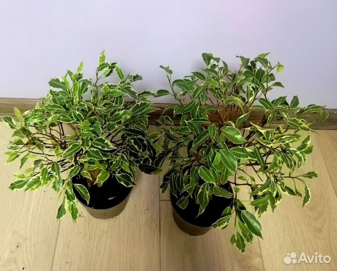 Фикус экзотика