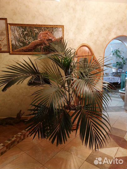 Пальма веерная