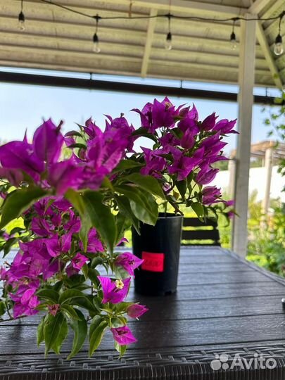 Бугенвиллии сортовые