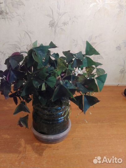 Кислица оксалис зеленая