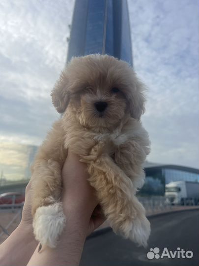 Мальтипу F1 mini, мальчик premium