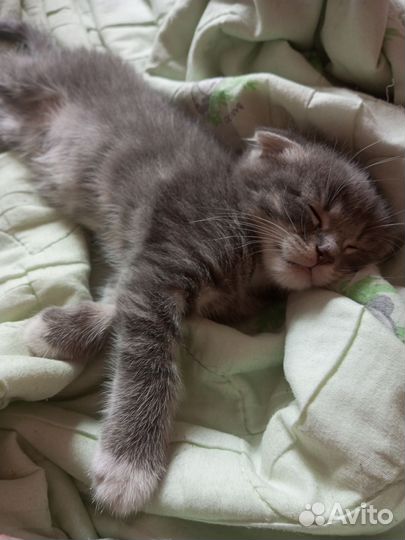 Шотландская