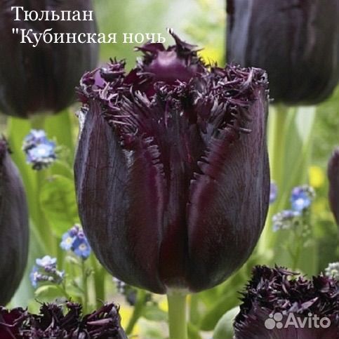 Тюльпан луковицы